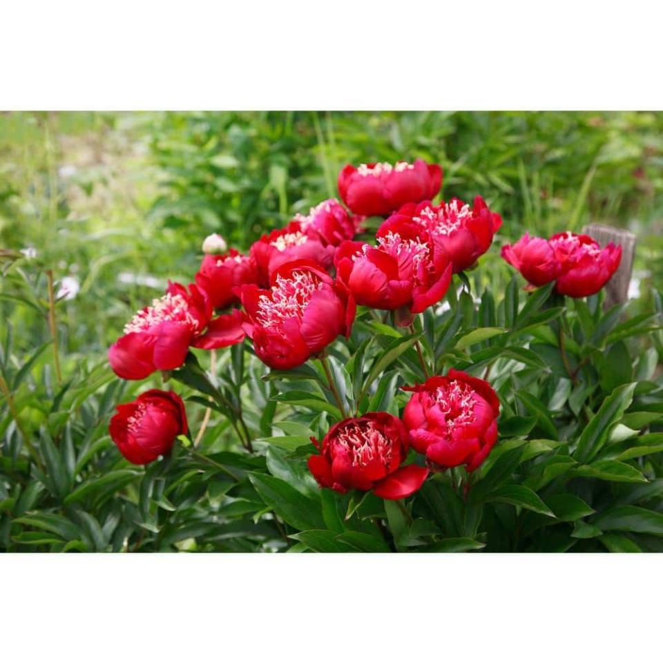 <p><a href="https://go.redirectingat.com?id=74968X1596630&url=https%3A%2F%2Fwww.homedepot.com%2Fp%2FBELL-NURSERY-2-Gal-Peony-Red-Live-Perennial-Plant-1-Pack-PEONY2RED1PK%2F324908128&sref=https%3A%2F%2F" rel="nofollow noopener" target="_blank" data-ylk="slk:Shop Now;elm:context_link;itc:0;sec:content-canvas" class="link ">Shop Now</a></p><p>Peony Red </p><p>$29.98</p><p>homedepot.com</p><span class="copyright">Home Depot</span>