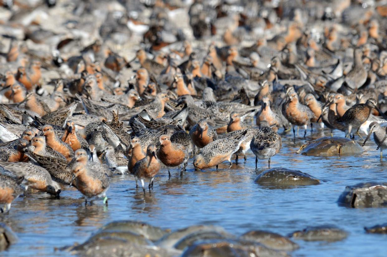 Red knots stop to feed along the Delaware shore as they migrate from the high Arctic to South America. <a href="https://flic.kr/p/79Bf5u" rel="nofollow noopener" target="_blank" data-ylk="slk:Gregory Breese, USFWS/Flickr;elm:context_link;itc:0;sec:content-canvas" class="link ">Gregory Breese, USFWS/Flickr</a>