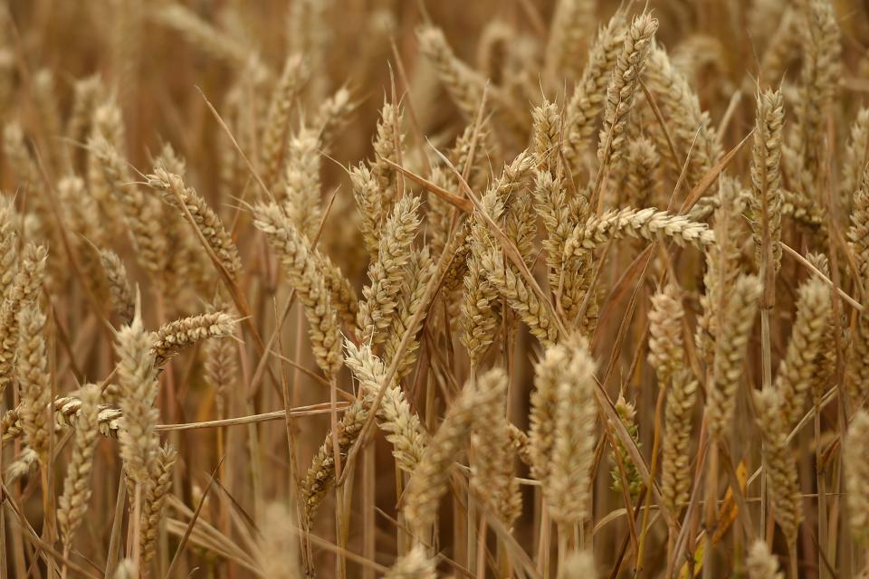Food prices could rise due to Ukraine’s exports of wheat being hit (Joe Giddens/PA) (PA Archive)
