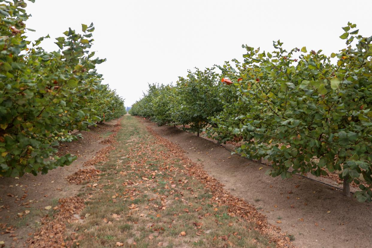 Rows of hazelnut trees at the Oregon State University North Willamette Research and Extension Center in Aurora.