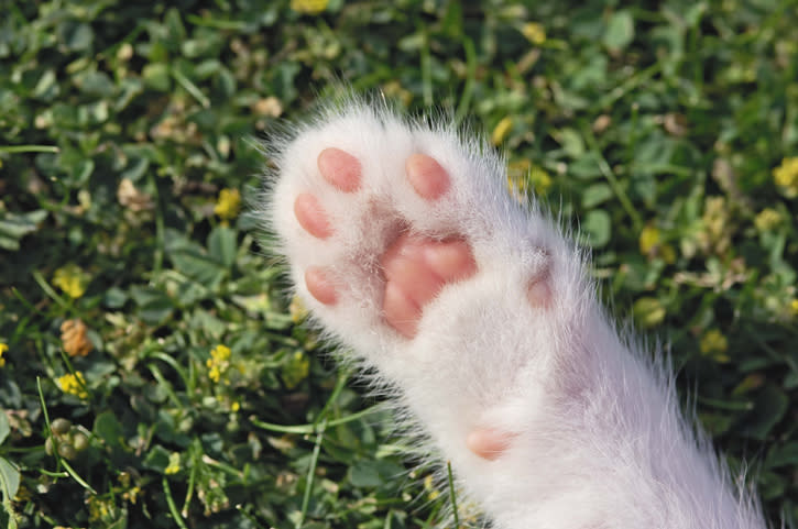 close up toe beans