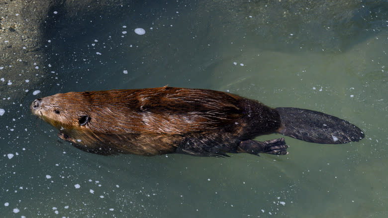 Beaver swimming in water
