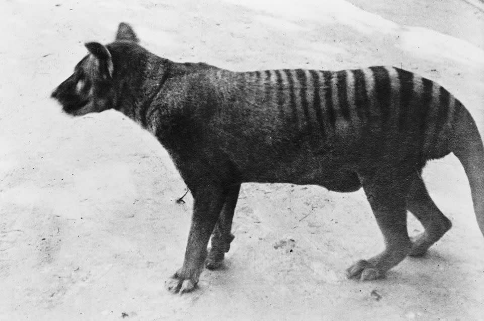 The last Thylacine held in captivity died in 1936. Photo: AAP