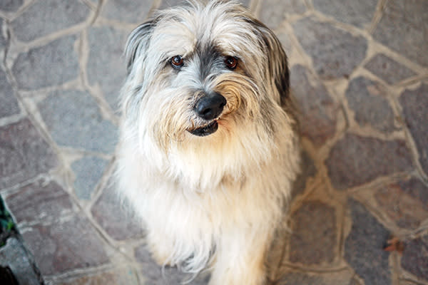 Los perros mestizos también tienen ventajas sobre los perros de raza. Foto: Rosemarie Wirz / Getty Images.