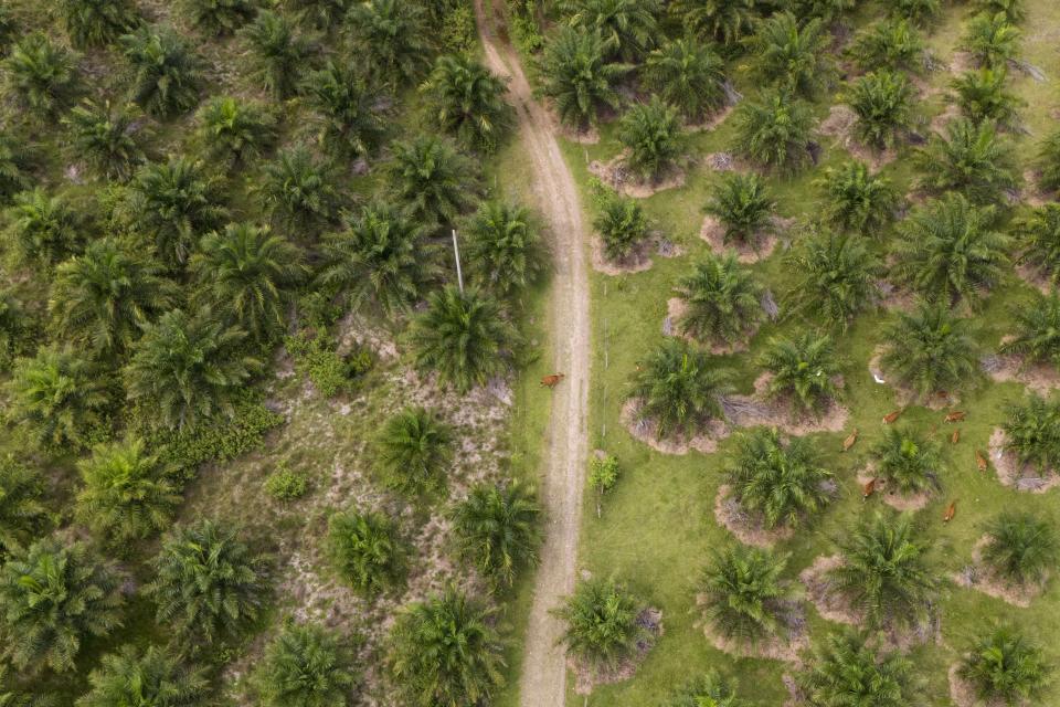 Cows graze at a palm oil plantation in Polewali Mandar, South Sulawesi, Indonesia, Tuesday, April 23, 2024. From trees felled in protected national parks to massive swaths of jungle razed for palm oil and paper plantations, Indonesia had a 27% uptick in primary forest loss in 2023 from the previous year, according to a World Resources Institute analysis of new deforestation data. (AP Photo/Yusuf Wahil)