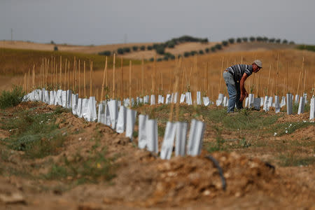 A worker checks the irrigation hoses on an olive plantation near Portel, Portugal, August 2, 2018. REUTERS/Rafael Marchante