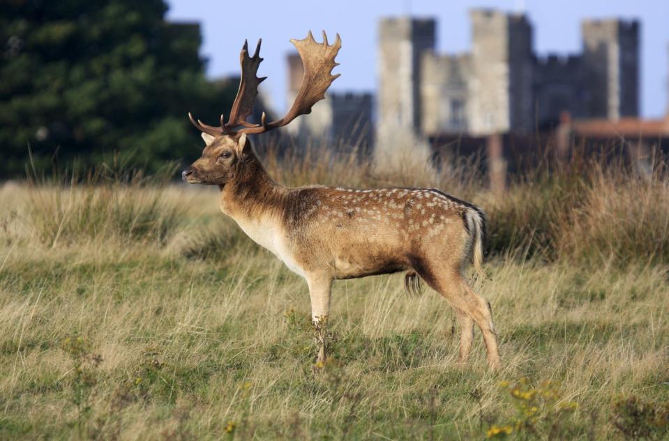 <p>Located in Sevenoaks, Knole is one of the oldest deer parks in England, where Henry VIII once hunted. It’s still home to a herd of 350 wild sika and fallow deer. As well as admiring these stunning animals, you can wander the courtyards, climb the Gatehouse Tower or escape into the wilds on a parkland trail. </p><p>Knole is a Site of Special Scientific Interest (SSSI), and by the entrance to the Brewhouse Cafe - which still supplies beer and ale, as well as warm scones and flaky sausage rolls - an old sycamore has over 50 species of lichen living on its bark! </p><p>The 600-year-old house itself boasts an elaborate collection of royal furniture, textiles and paintings and the shop at Green Court offers beautiful seasonal items, kitchen and homeware, accessories, National Trust goods and special Knole souvenirs. </p><p><strong>Where to stay: </strong>For a tranquil location with views onto Knole Park’s woodland, just a 20-minute walk from Sevenoaks, stay at the highly rated and cosy <a href="https://go.redirectingat.com?id=127X1599956&url=https%3A%2F%2Fwww.booking.com%2Fhotel%2Fgb%2Fknole-b-amp-b.en-gb.html%3Faid%3D2070935%26label%3Dnational-trust-kent&sref=https%3A%2F%2Fwww.countryliving.com%2Fuk%2Ftravel-ideas%2Fstaycation-uk%2Fg36161742%2Fnational-trust-kent%2F" rel="nofollow noopener" target="_blank" data-ylk="slk:Knole B&B;elm:context_link;itc:0;sec:content-canvas" class="link ">Knole B&B</a>.</p><p><a class="link " href="https://go.redirectingat.com?id=127X1599956&url=https%3A%2F%2Fwww.booking.com%2Fhotel%2Fgb%2Fknole-b-amp-b.en-gb.html%3Faid%3D2070935%26label%3Dnational-trust-kent&sref=https%3A%2F%2Fwww.countryliving.com%2Fuk%2Ftravel-ideas%2Fstaycation-uk%2Fg36161742%2Fnational-trust-kent%2F" rel="nofollow noopener" target="_blank" data-ylk="slk:CHECK AVAILABILITY;elm:context_link;itc:0;sec:content-canvas">CHECK AVAILABILITY</a></p>