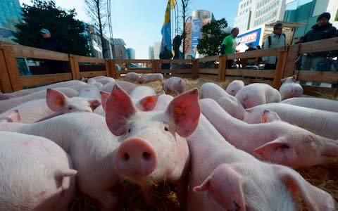 More than a million Chinese pigs have been culled since August - Credit: John Thys/AFP