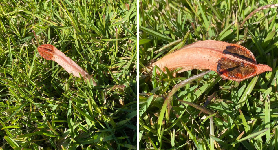 The photos of the stinkhorns jutting out from grass on a suburban lawn.