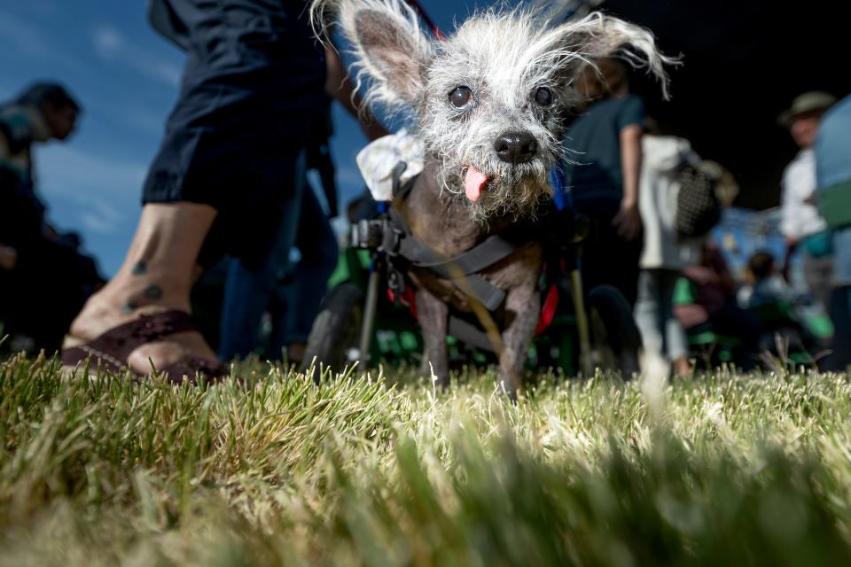 Scooter wanders among the crowd before competing in the World's Ugliest Dog Contest on Friday at the Sonoma-Marin Fair in Petaluma, Calif. The 7-year-old Chinese crested went on to win top honors.