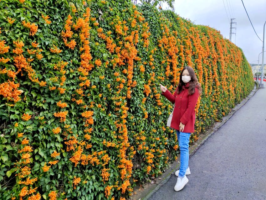 苗栗｜銅鑼炮仗花海公園