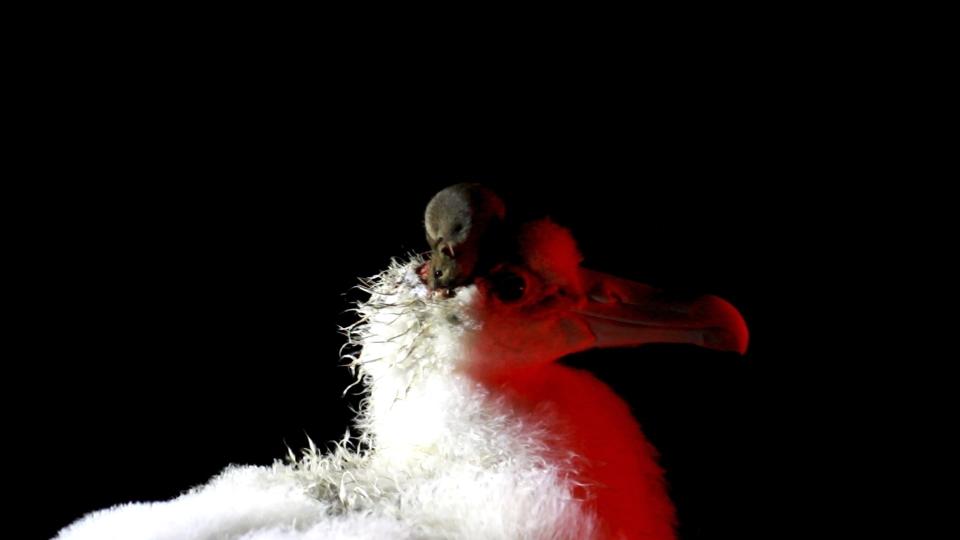 This undated handout photo shows a mouse feeding on the head of a wandering albatross chick on Marion Island, South Africa. Mice that were brought by mistake to a remote island near Antarctica 200 years ago are breeding out of control because of climate change, eating seabirds and causing major harm in a special nature reserve with “unique biodiversity.” Now conservationists are planning a mass extermination using helicopters and hundreds of tons of rodent poison. (Stefan and Janine Schoombie via AP)