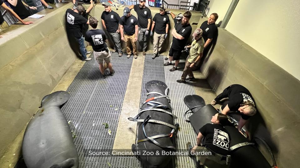 SeaWorld officials said the Columbus Zoo and Aquarium, Cincinnati Zoo & Botanical Garden, ZooTampa at Lowry Park and SeaWorld Orlando have partnered for several years to rehabilitate the eight orphaned manatees.