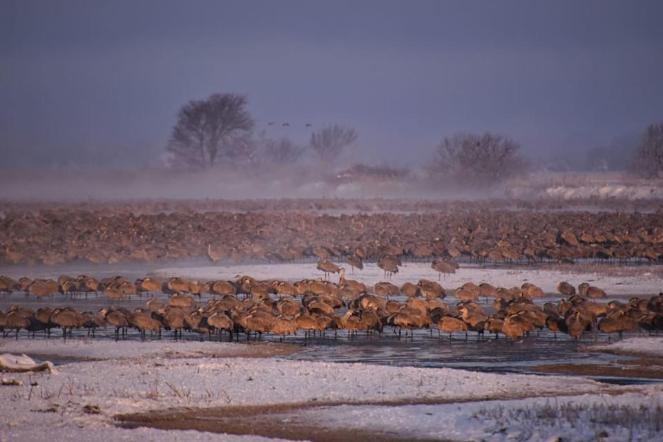 <div class="inline-image__caption"><p>Sandhill Cranes roosting at sunrise at Rowe Sanctuary in Kearney, Nebraska.</p></div> <div class="inline-image__credit">Brandon Withrow</div>