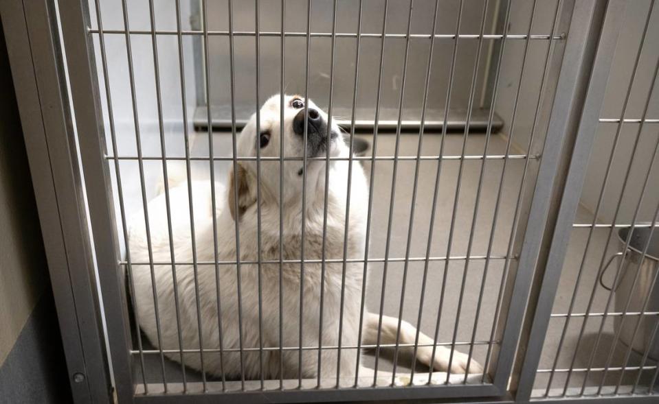 Great Pyrenees at the Stanislaus Animal Services Agency in Modesto, Calif., Thursday, March 14, 2024.