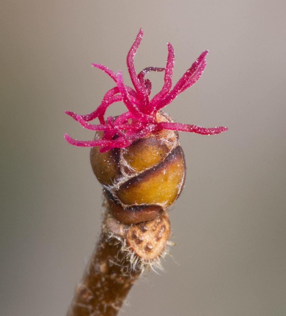 American hazelnut, female flower