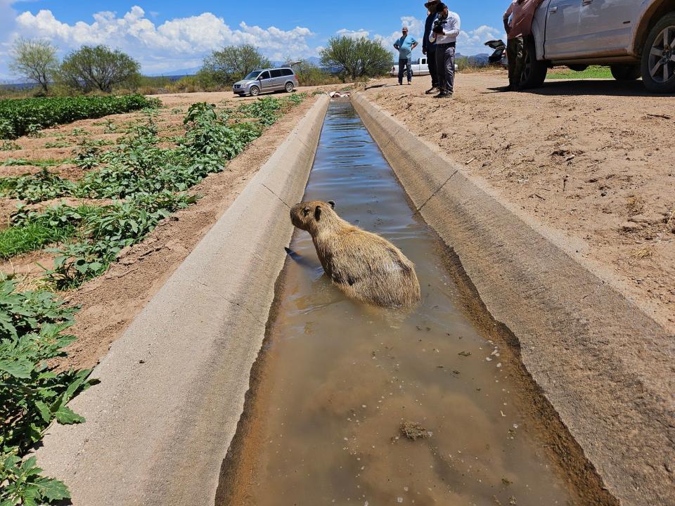 Ruby the capybara was found safe in an irrigation canal on Monday