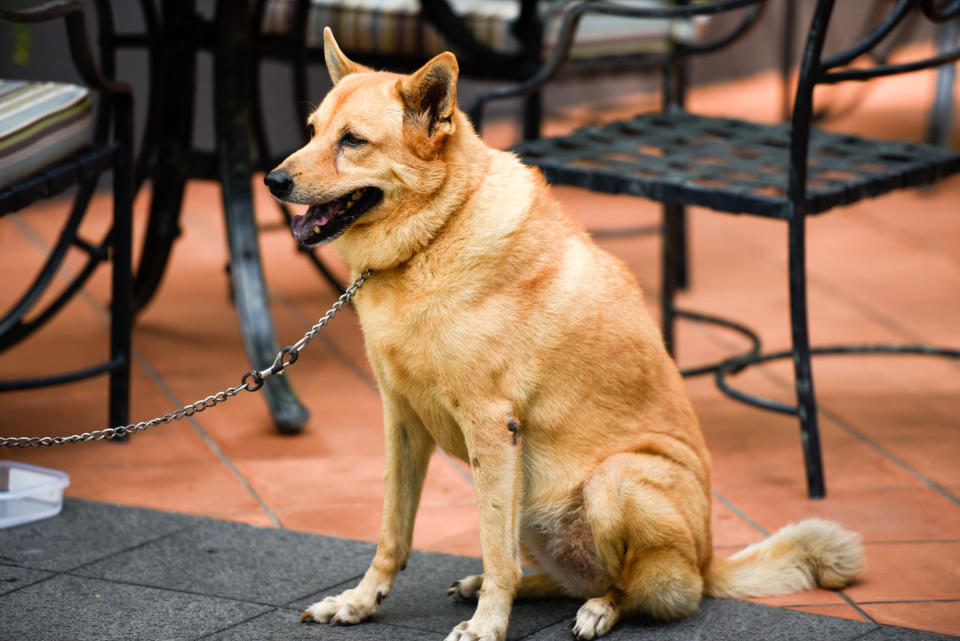 <p>Dogs at Howlloween at the Grand Copthorne Waterfront Hotel. (Photo: Bryan Huang/Yahoo Lifestyle Singapore)</p>