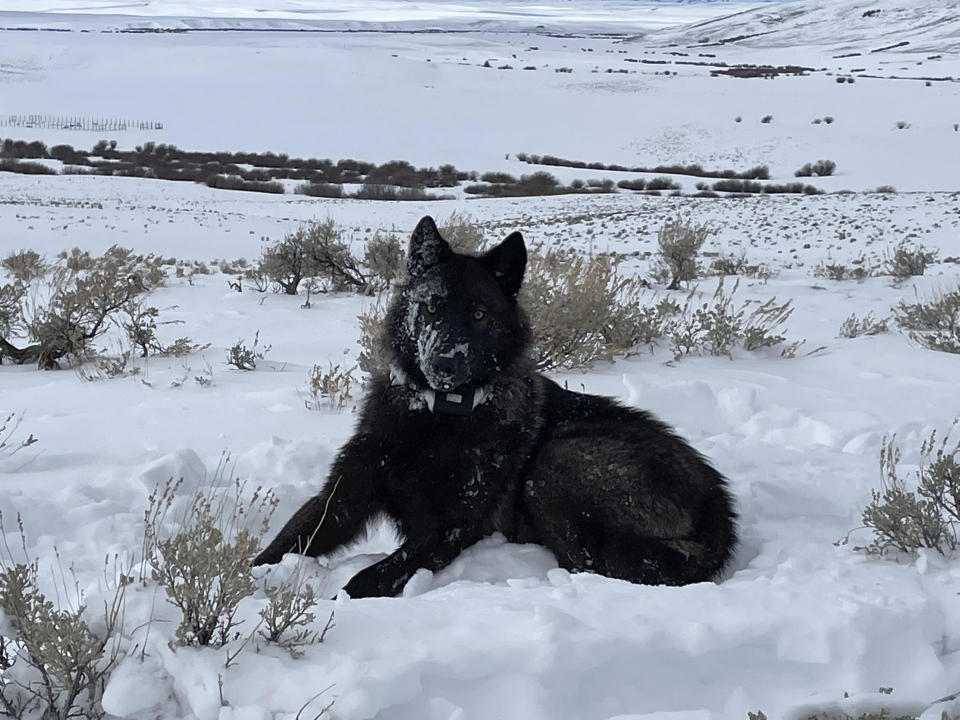 A female wolf pup is seen in North Park, Colo, in this February 2022 photograph. A handful of the predators have wandered into Colorado from Wyoming in recent years. ( Eric Odell/Colorado Parks and Wildlife via AP)