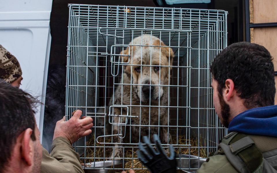 UAnimals volunteers save injured animals from the frontline