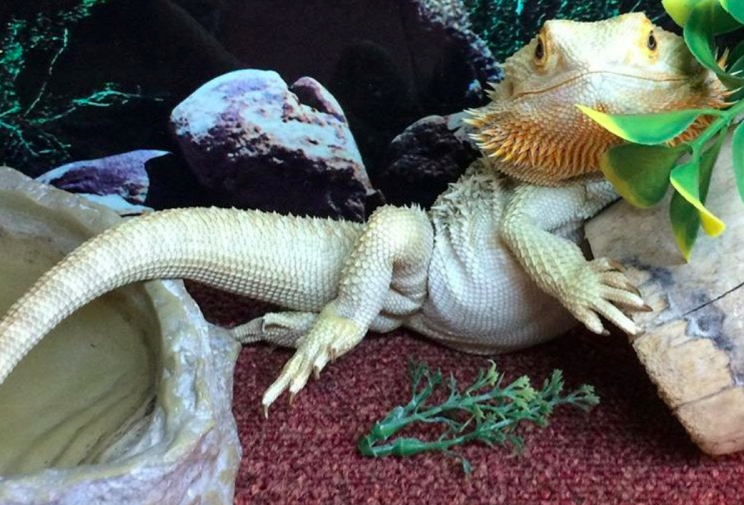 The happy bearded dragon loves to strike a pose (SWNS)