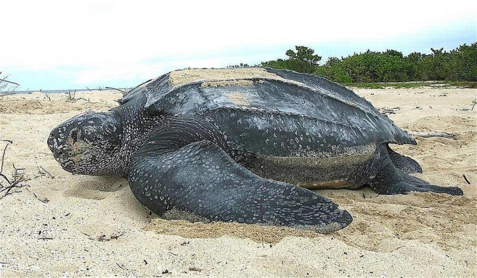 Leatherback sea turtles have had one of the best nesting years on record in South Florida.