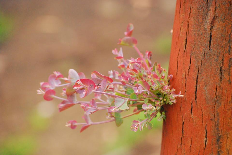 Some eucalypts in southern Australia resprout after fire via epicormic buds along the trunk and branches. Resprouting influences how rapidly the tree layer, important habitat for animals, regenerates. Thomas A. Fairman