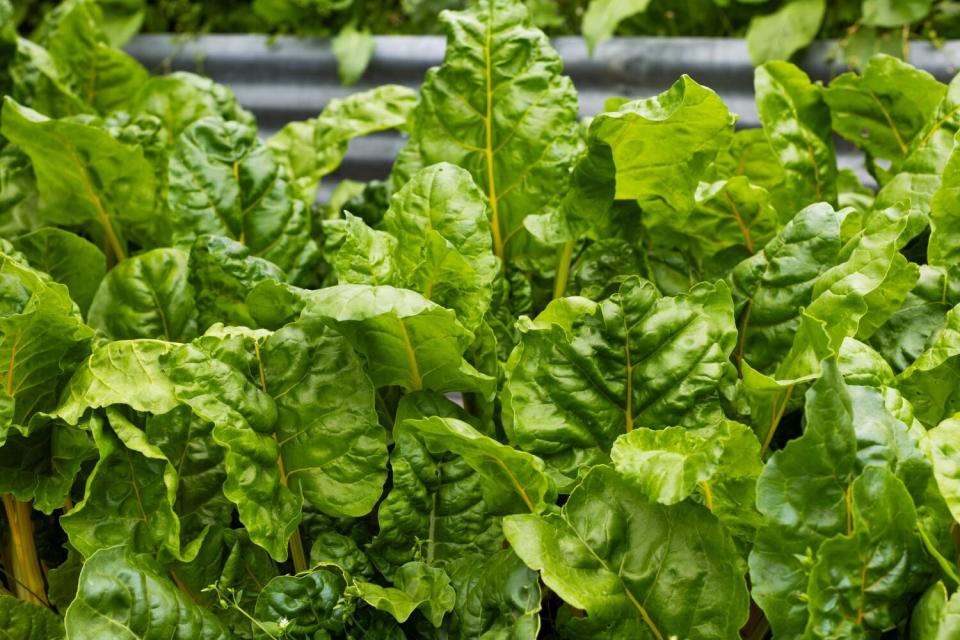 Swiss chard is among the vegetables grown at Urban Homestead.