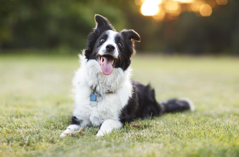 Border Collie laying on grass