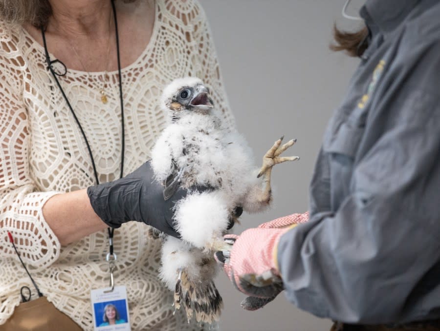 Patti Barber, Endangered Bird Specialist with PGC, leads the team in bringing the peregrine falcon nestlings in from the 15th floor ledge of the Rachel Carson State Office Building. Barber weighs them, inspects their health, and puts light metal bands around their legs for identification. This year there are five nestlings that will be banded. Since 2002, a total of 87 eggs have hatched, making the Rachel Carson State Office Building nest site the longest, continuously successful nest site in the Commonwealth.