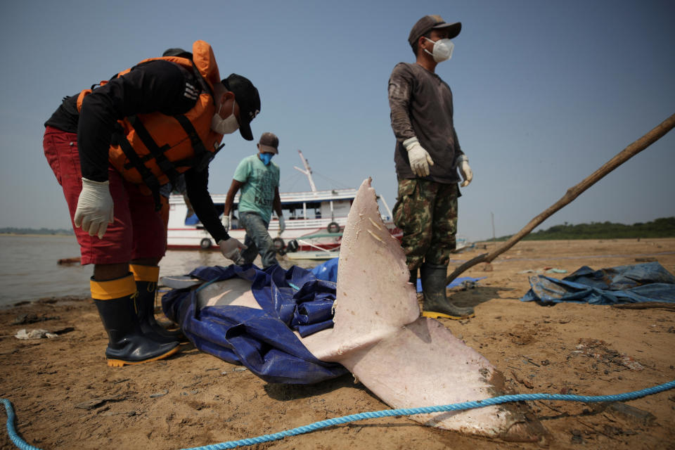 Researchers from the Mamiraua Institute for Sustainable Development recover a dead dolphin from Tefe lake, which flows into the Solimoes River, affected by high temperatures and drought, in Tefe, Amazonas state, Brazil, October 3, 2023. / Credit: BRUNO KELLY / REUTERS