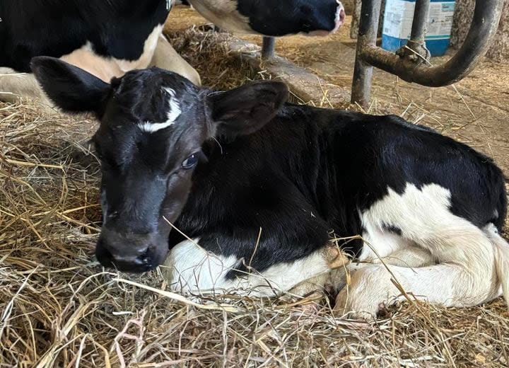 Eclipse the Holstein calf was born on the same day as the total solar eclipse on a dairy farm in Kingston, Ont.  (Laura Carey/Facebook - image credit)