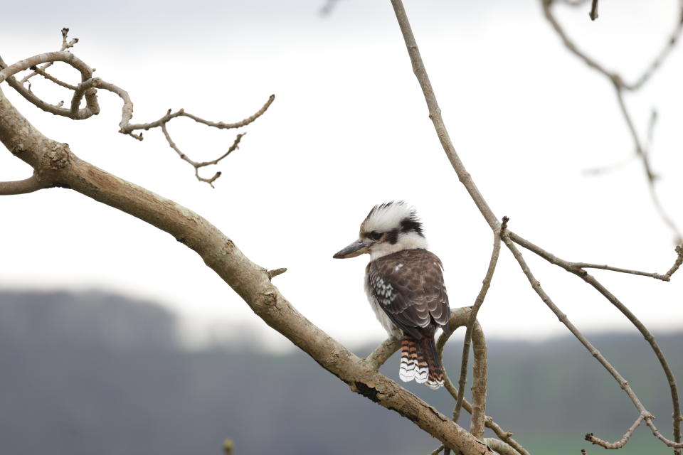 A kookaburra spotted sitting on a branch in Scotland.