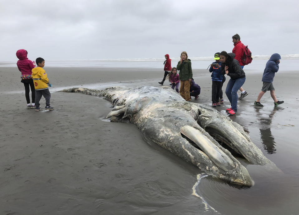 FILE - In this May 24, 2019, file photo, teachers and students from Northwest Montessori School in Seattle examine the carcass of a gray whale after it washed up on the coast of Washington's Olympic Peninsula, just north of Kalaloch Campground in Olympic National Park. Researchers say the population of gray whales off the West Coast of the United States has fallen by nearly one-quarter since 2016, resembling a similar die-off two decades ago. In a paper released Tuesday, Jan. 19, 2021, NOAA Fisheries reported that surveys counted about 6,000 fewer migrating whales last winter, 21,000 as compared to 27,000 in 2016. (AP Photo/Gene Johnson, File)