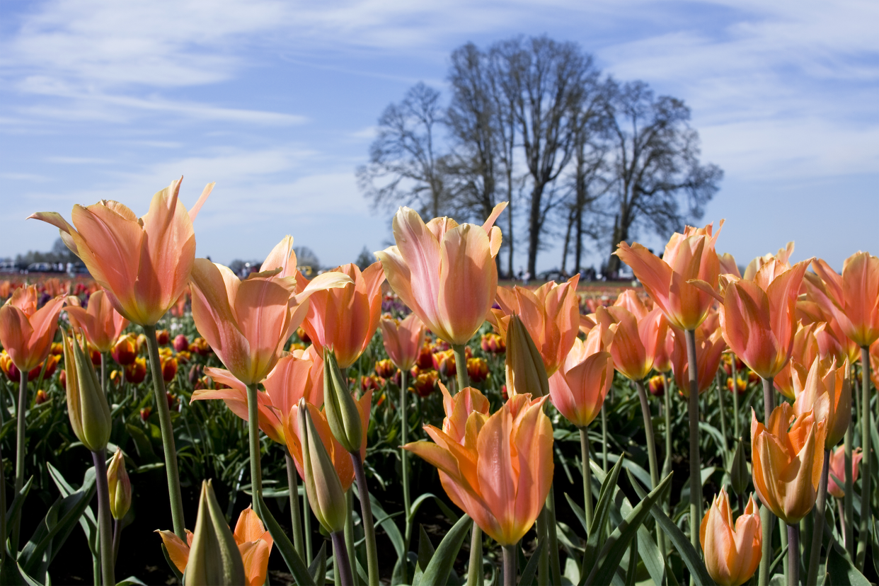 Wooden Shoe Tulip Farm in Salem, Oregon