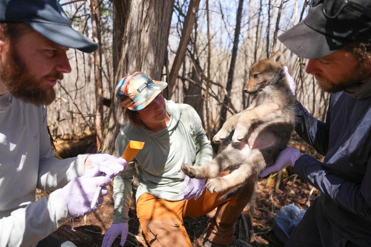 Thomas Gable, left, of the Voyageurs Wolf Project and other staff process a wolf pup in their Minnesota study area.