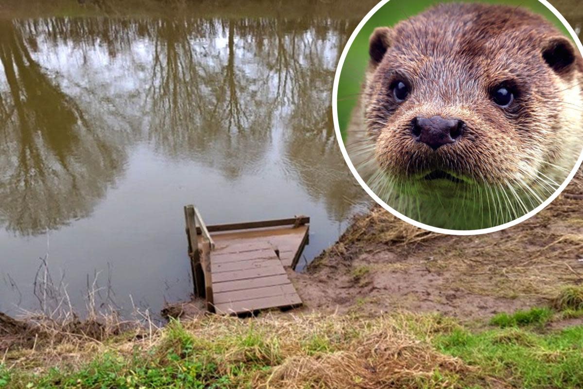 Damage to the bank of the Wye around an angling platform and inset, an otter <i>(Image: Vaga Marine Services; Charlie Marshall / Flickr, CC BY 2.0 licence)</i>