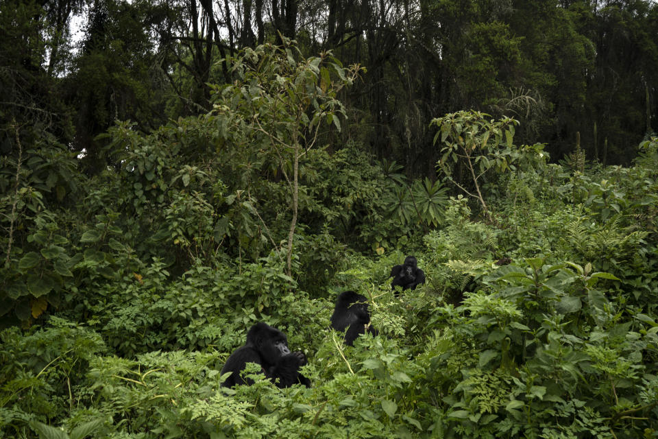 In this Sept. 2, 2019 photo, Urwibutso, Segasira and Pato, three silverback mountain gorillas eat plants in the Volcanoes National Park, Rwanda. Gorillas are languid primates that eat only plants and insects, and live in fairly stable, extended family groups. (AP Photo/Felipe Dana)