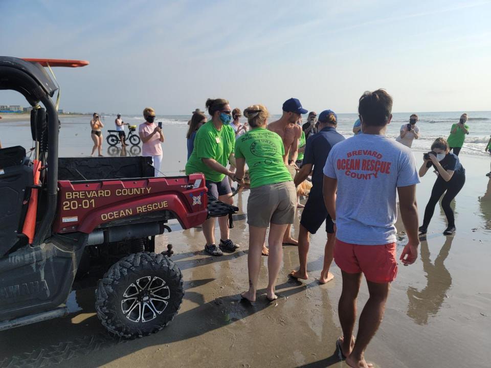 The organizations released a green sea turtle named Schnitzel and a Loggerhead named Sunflower, weighing in at 130 pounds, back to the ocean.