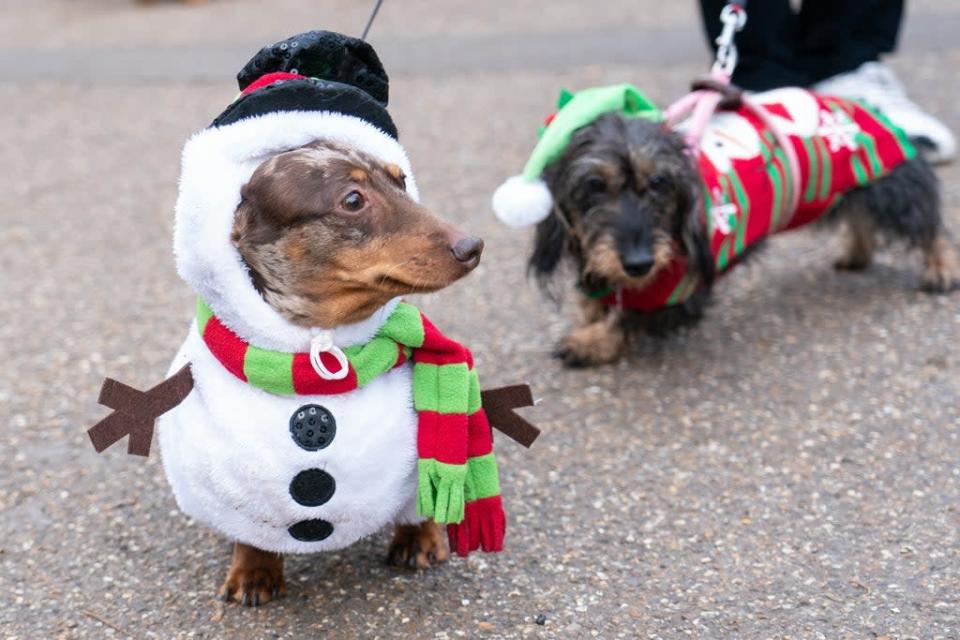 Bruno (left) dressed as a snowman for a festive walk at Hyde Park (PA) (PA Wire)