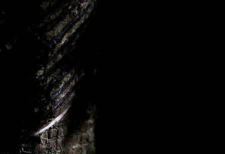 Milk-like latex is extracted from a Seringueira rubber tree, which is native to the Amazon rainforest, in Chico Mendes Extraction Reserve in Xapuri, Acre state, Brazil, June 22, 2016. REUTERS/Ricardo Moraes