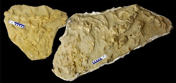 3) The fossilized skeleton of a mosasaur with the bones of three other species of mosasaur in its gut. The marine monster likely scavenged upon carcasses brought to the west coast of Africa by trade winds.