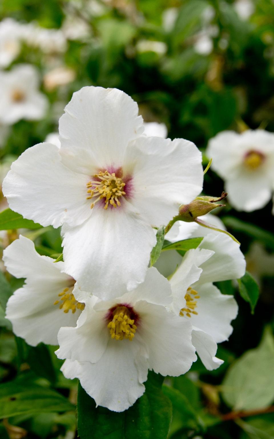 Mock orange Philadelphus ‘Belle Etoile’ or ‘Enchantment’ - Alamy