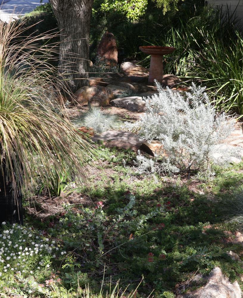 Plantings of mostly waterwise Australian plants spill out over the bush rocks in the verge garden. Picture: Robert Duncan