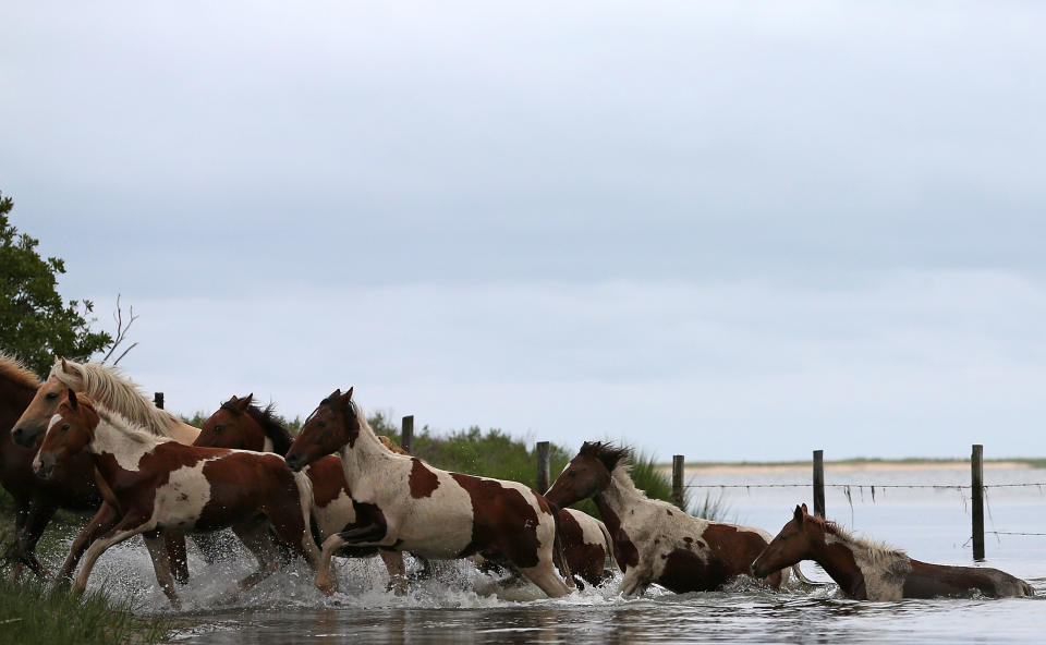 Wild Chincoteague Ponies Rounded Up For Yearly Swim