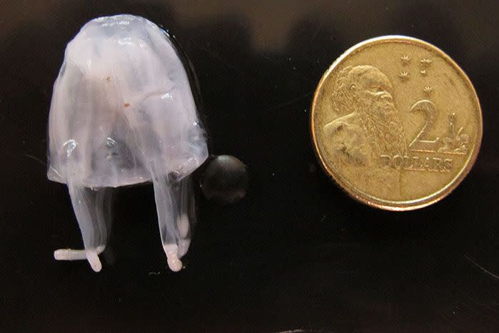 The Irukandji jellyfish season is tiny. Image: Getty