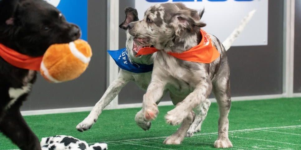 puppies playing in puppy bowl