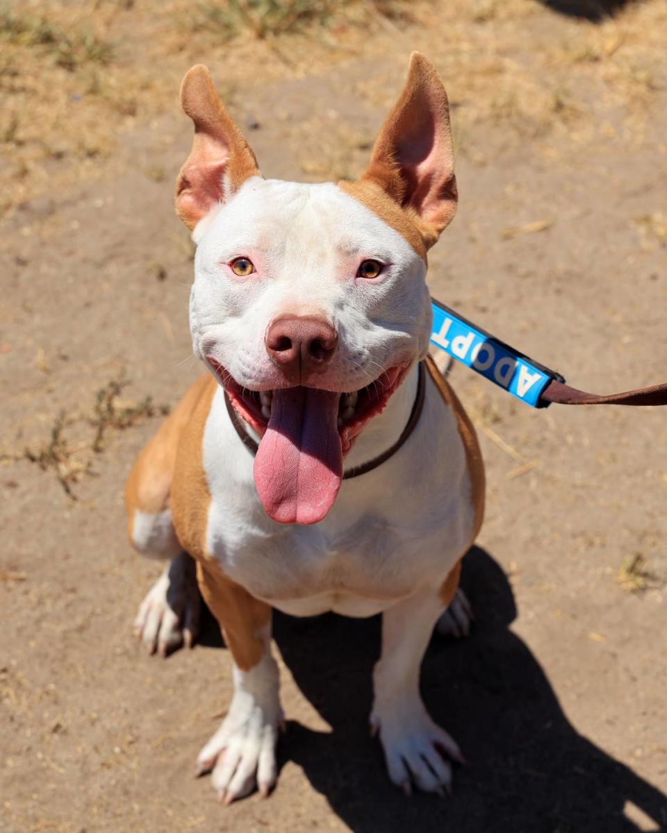 Bruno is available for adoption. He is 2 years old and weighs 59 pounds. If you are interested in bringing him home, he is in kennel 510 ID#A575235.