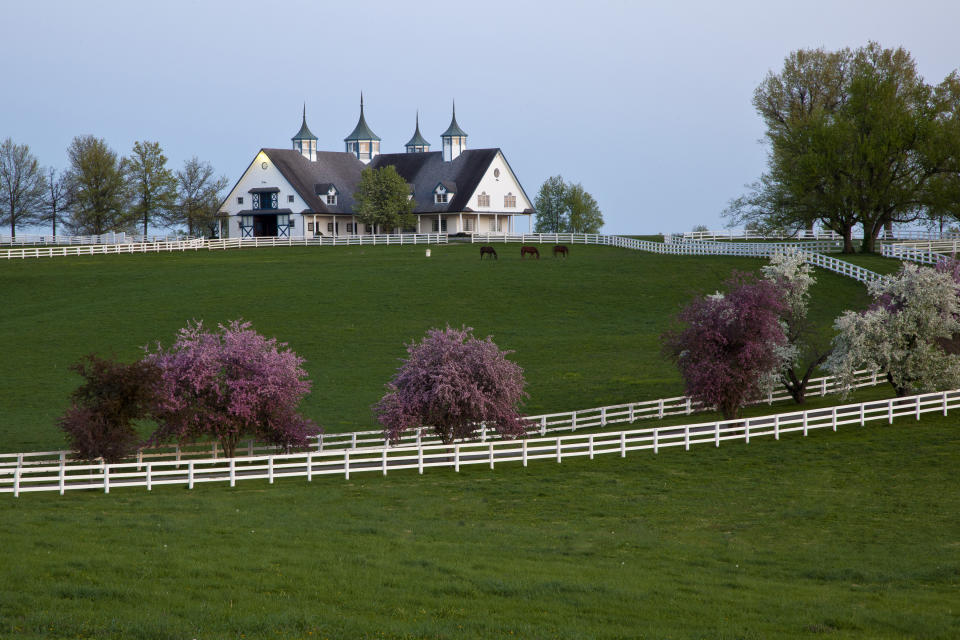 horse-farm-manchester (2)