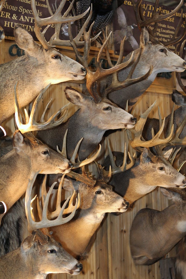 Deer head displays at Outdoorama.